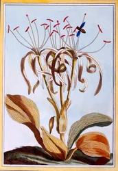 Narciso do Mar, c.1776 (gravura colorida à mão)